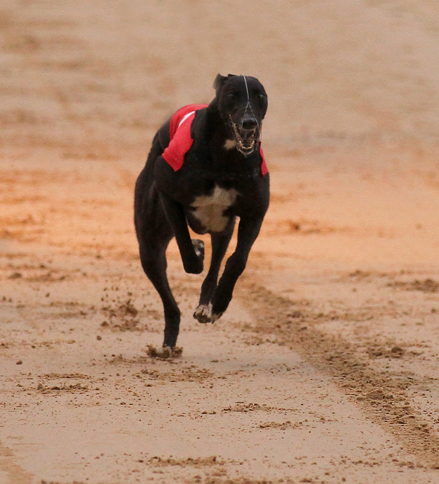 Kilkenny Dogs BEAM Night A roaring success