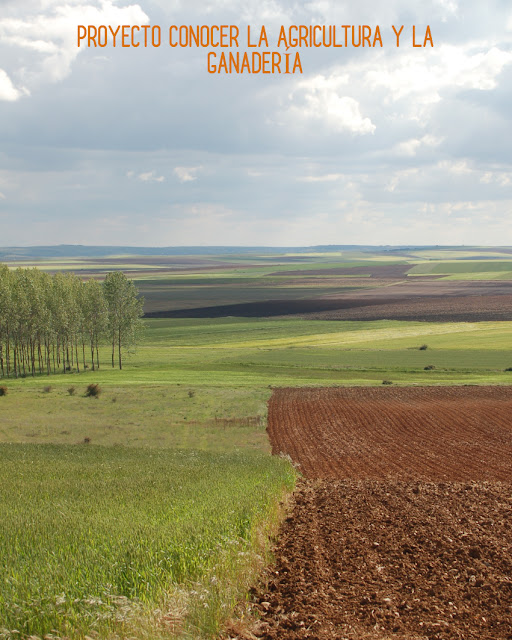 campos agrícolas castellanos unos arados y otros no
