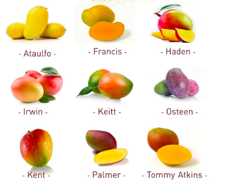 El mundo del Marine Surveyor (Capt.V.Massey) MANGOES VARIEDADES y OTRAS