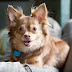 Top 10 Things Chihuahuas Don’t Like
