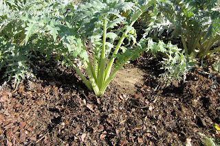 artichoke plants in garden