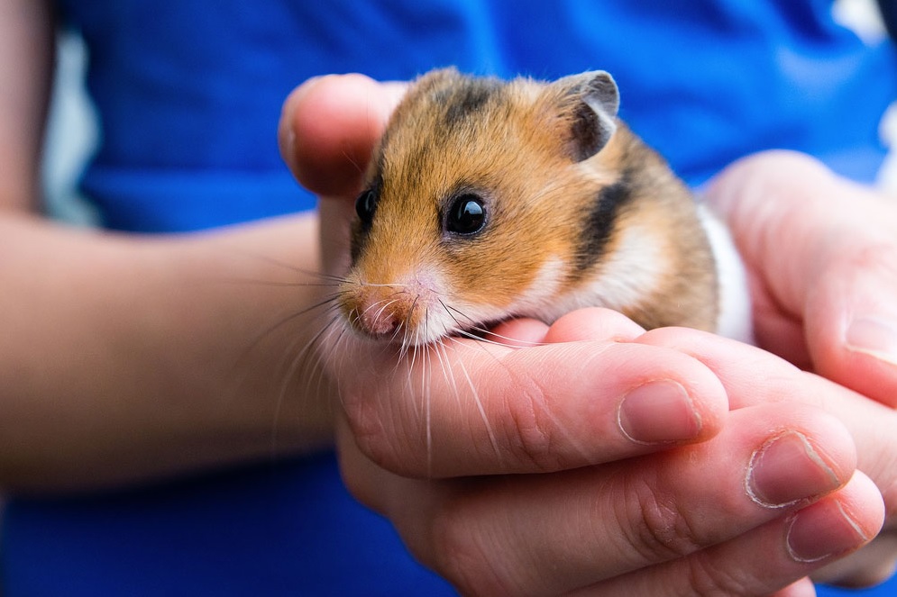 5 Easy Tips How to Take Care of Hamsters