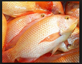 Mengenal Ikan Nila Merah Bangkok Sebagai Prospek Agribisnis