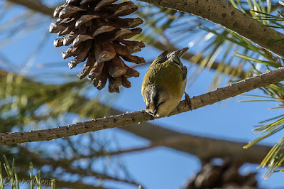 Bruel (Regulus ignicapilla)