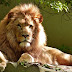 Top 10 Lions and other Animals Images, Pictures, Images,  Photos for  Whatsapp