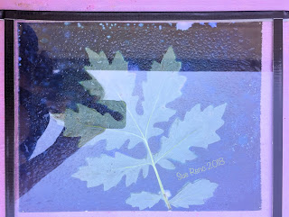 Wet Cyanotype_Sue Reno_Image 313