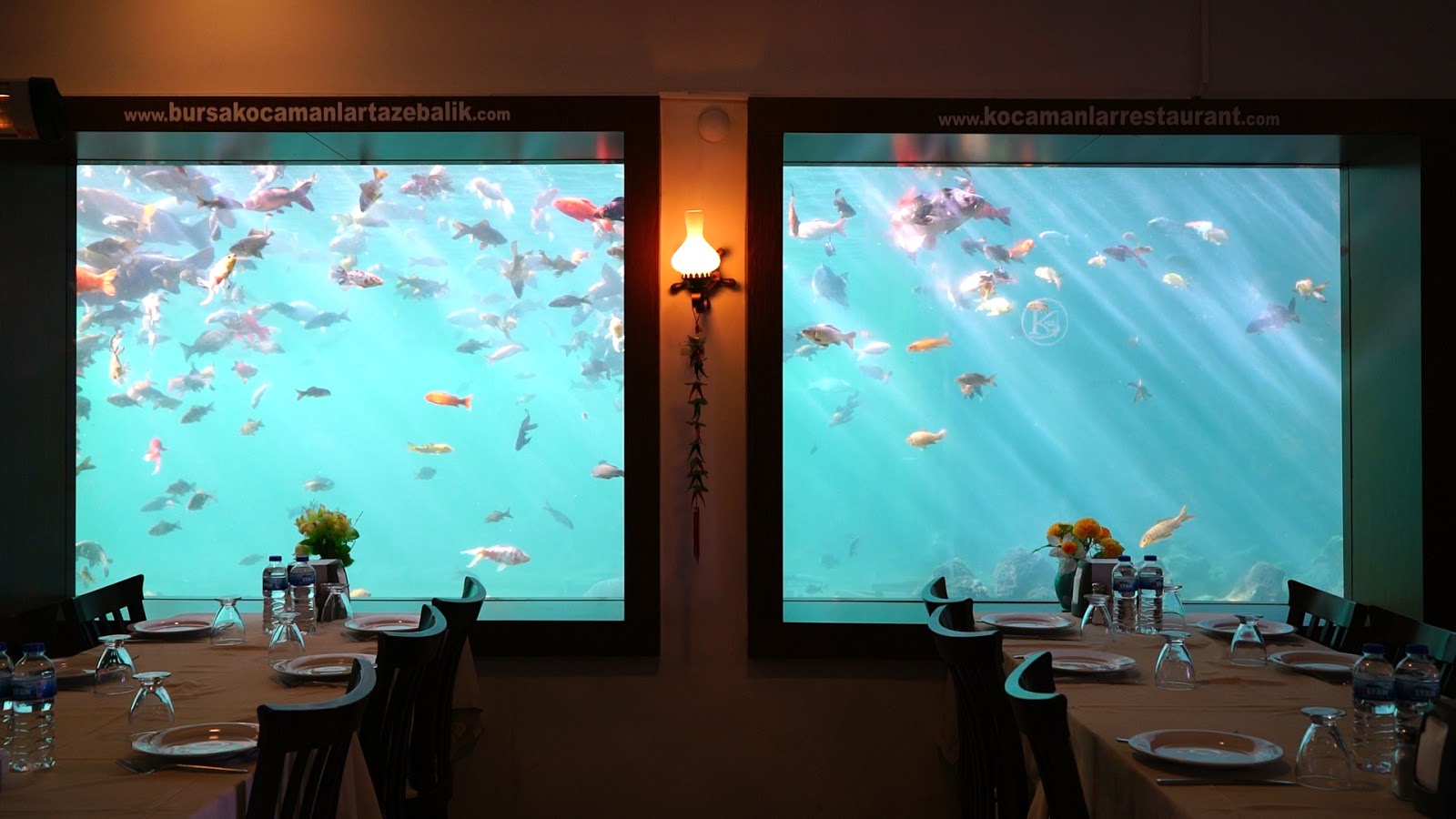 kocamanlar bir rezalet