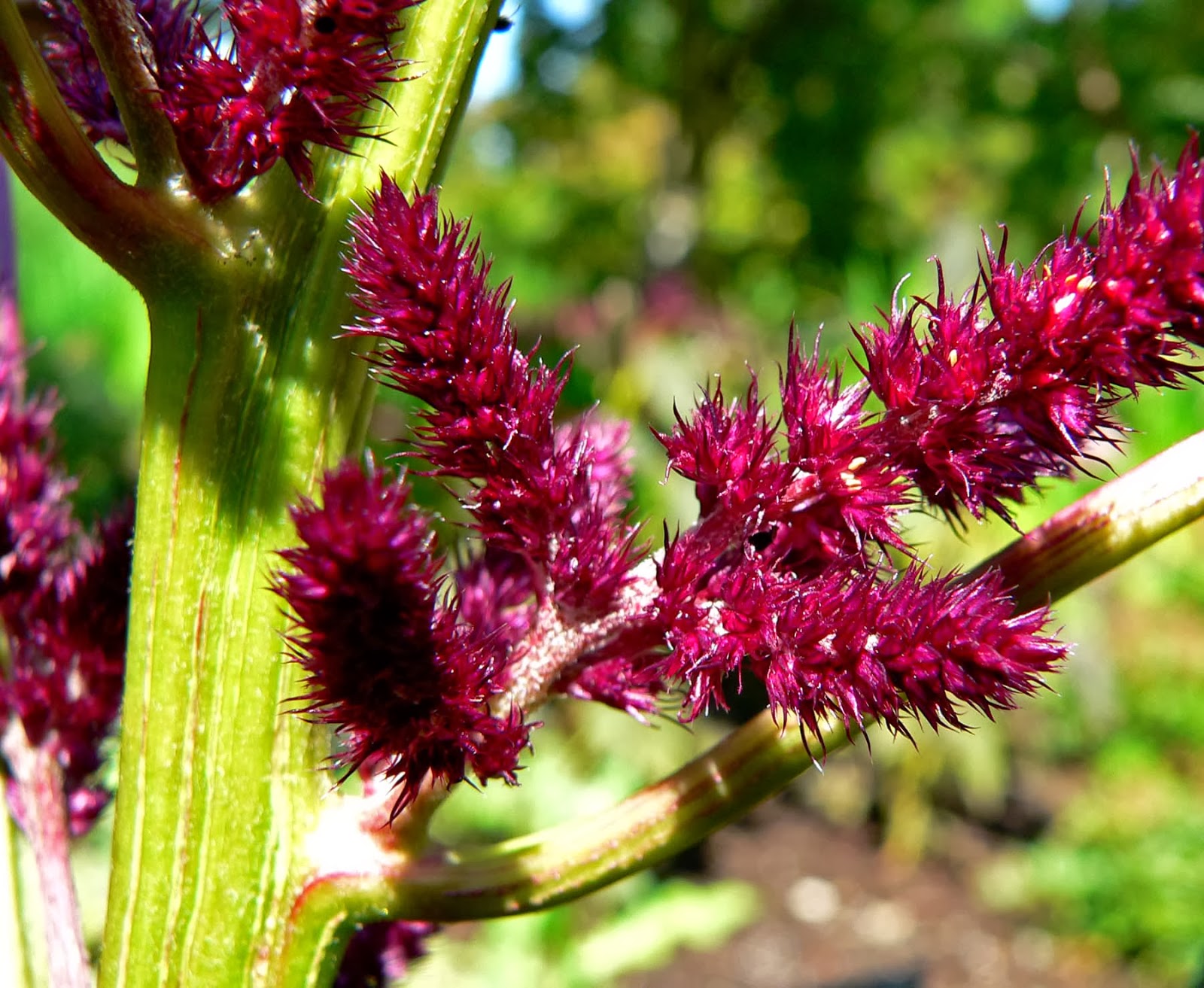 The Earth of India: All About Amaranth (Amaranthus)