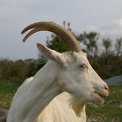 French fairy tales : Mr. Seguin’s Goat