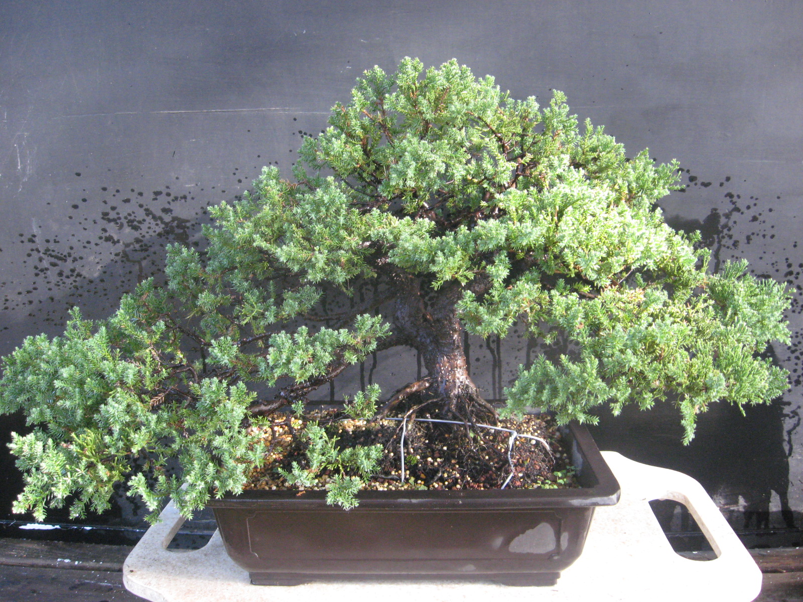 Bonsai Beginnings Juniperus procumbens nana