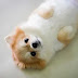 12 Reasons to Choose a Pomeranian