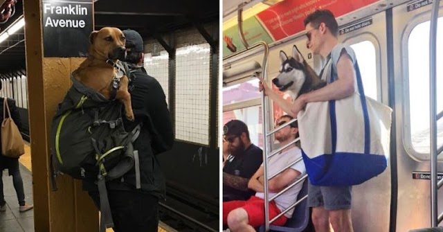NYC Subway Bans Dogs Unless They Fit Into A Bag, And New Yorkers’ Solution Is Hilariously Clever