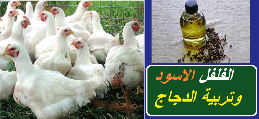 فوائد الفلفل الاسود للدجاج