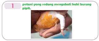 gambar petani yang sedang mengobati kaki burung pipit www.simplenews.me