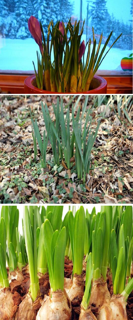 Growing a Spring Bulb Garden Indoors