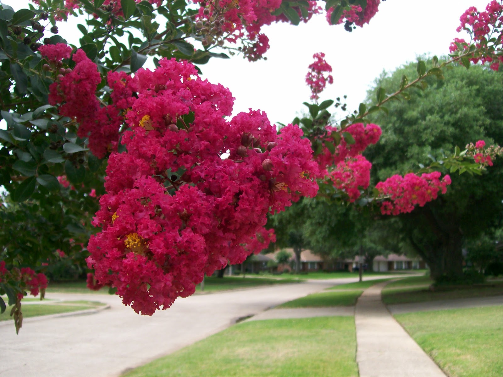 Rockhounding Around Crepe Myrtle Blooming