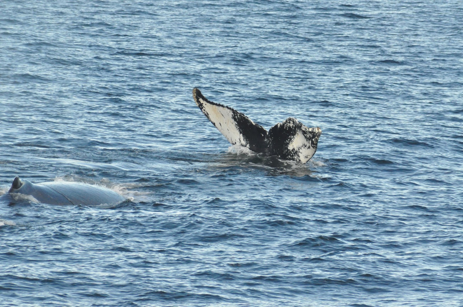 Blue Ocean Society's Whale Sightings: September 15 Atlantic Queen