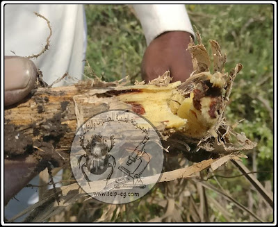 مظهر الإصابة بالجعل ذو الظهر الجامد the white grub