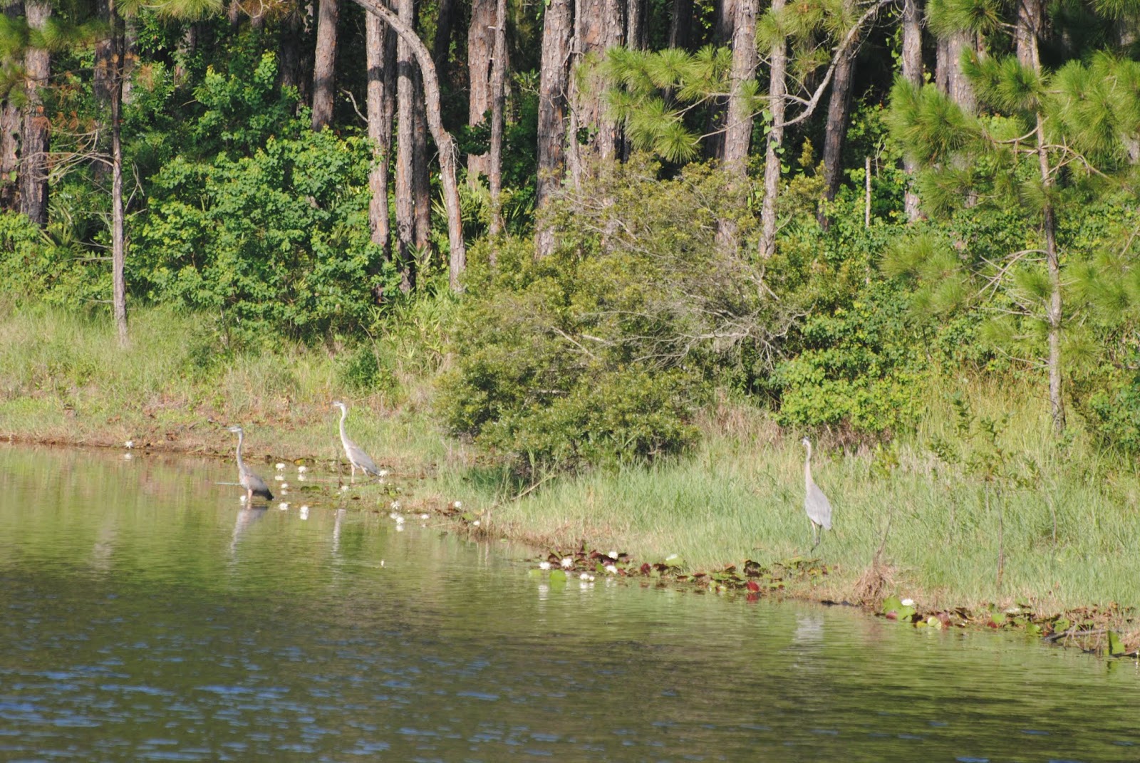 the Grabers Birds on Dauphin Island (and alligators!)