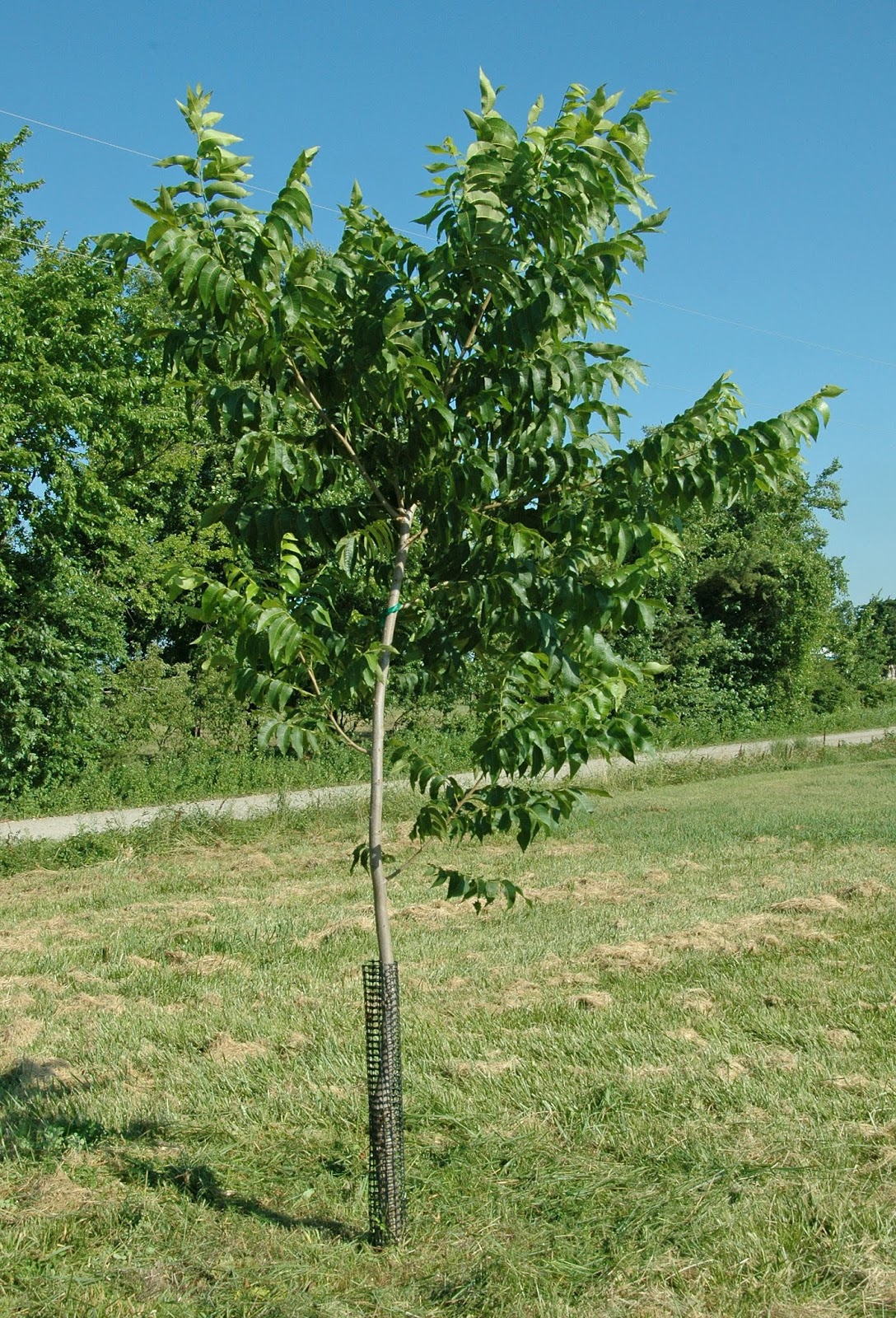 Northern Pecans Summer pruning a young pecan tree