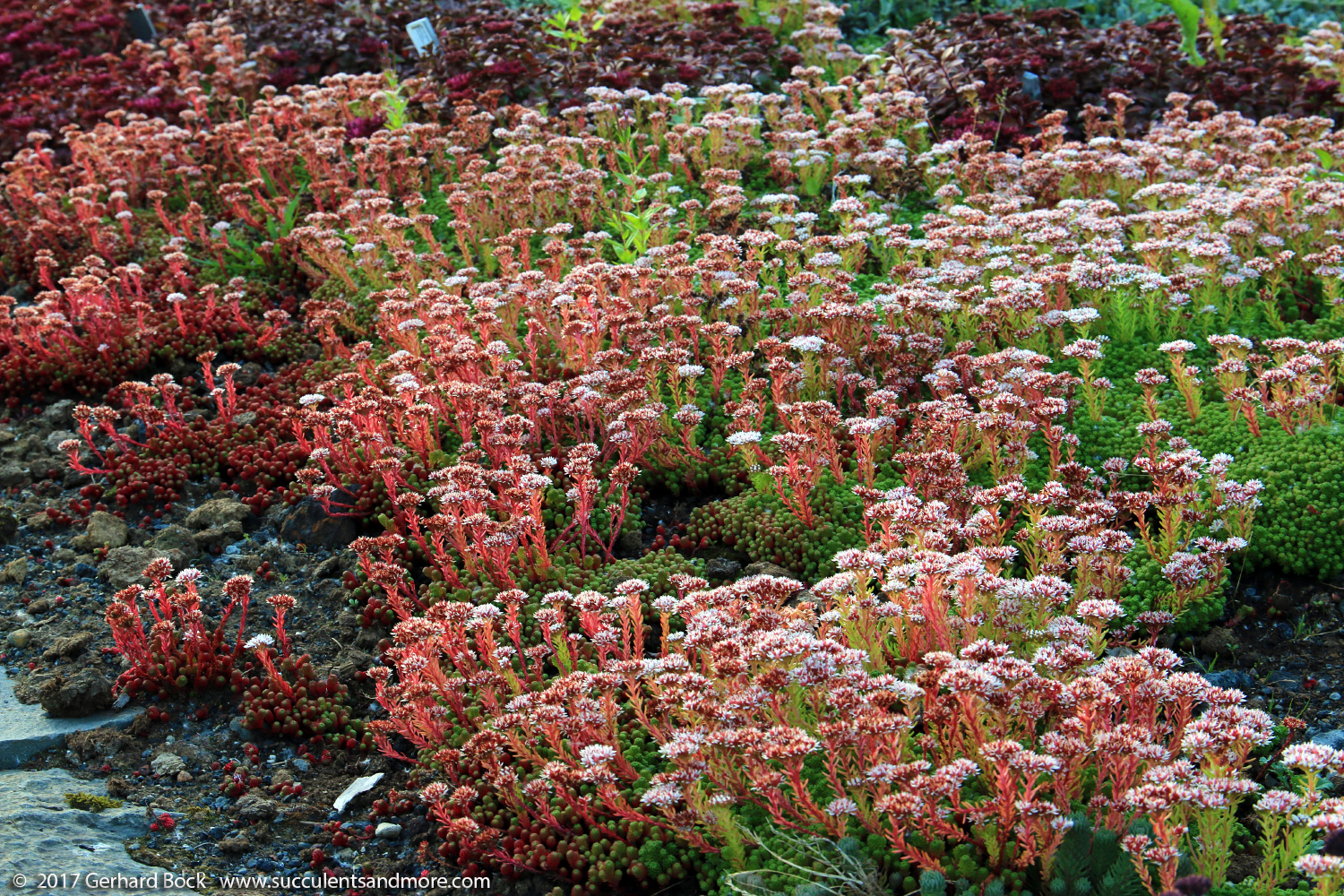 Succulents and More Coldhardy sedums