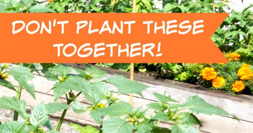 Gardening Companion Planting What NOT To Plant