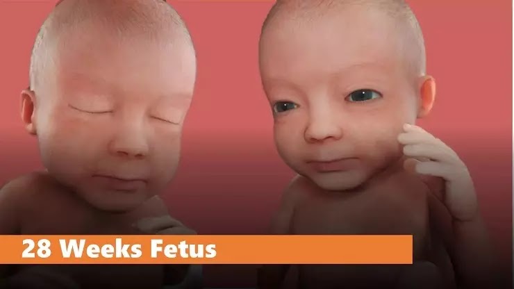 28 weeks fetus growth In Hindi,गर्भावस्था की तीसरी तिमाही