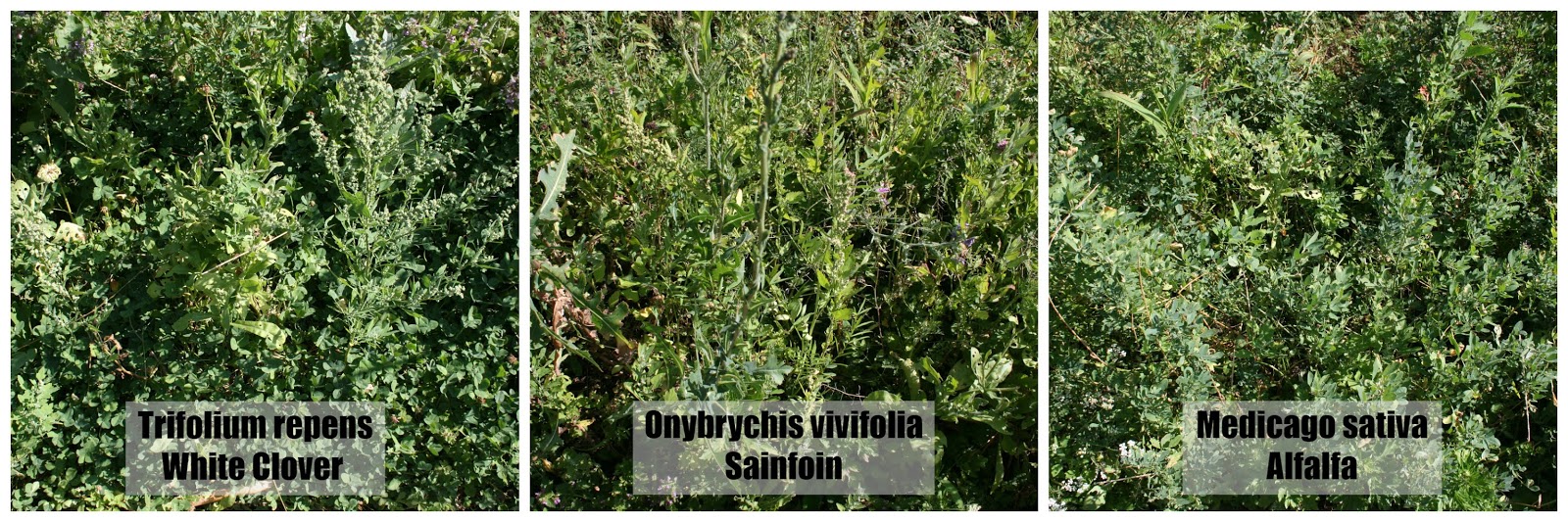 Gardening Shady Style Alternatives To Leyland Cypress