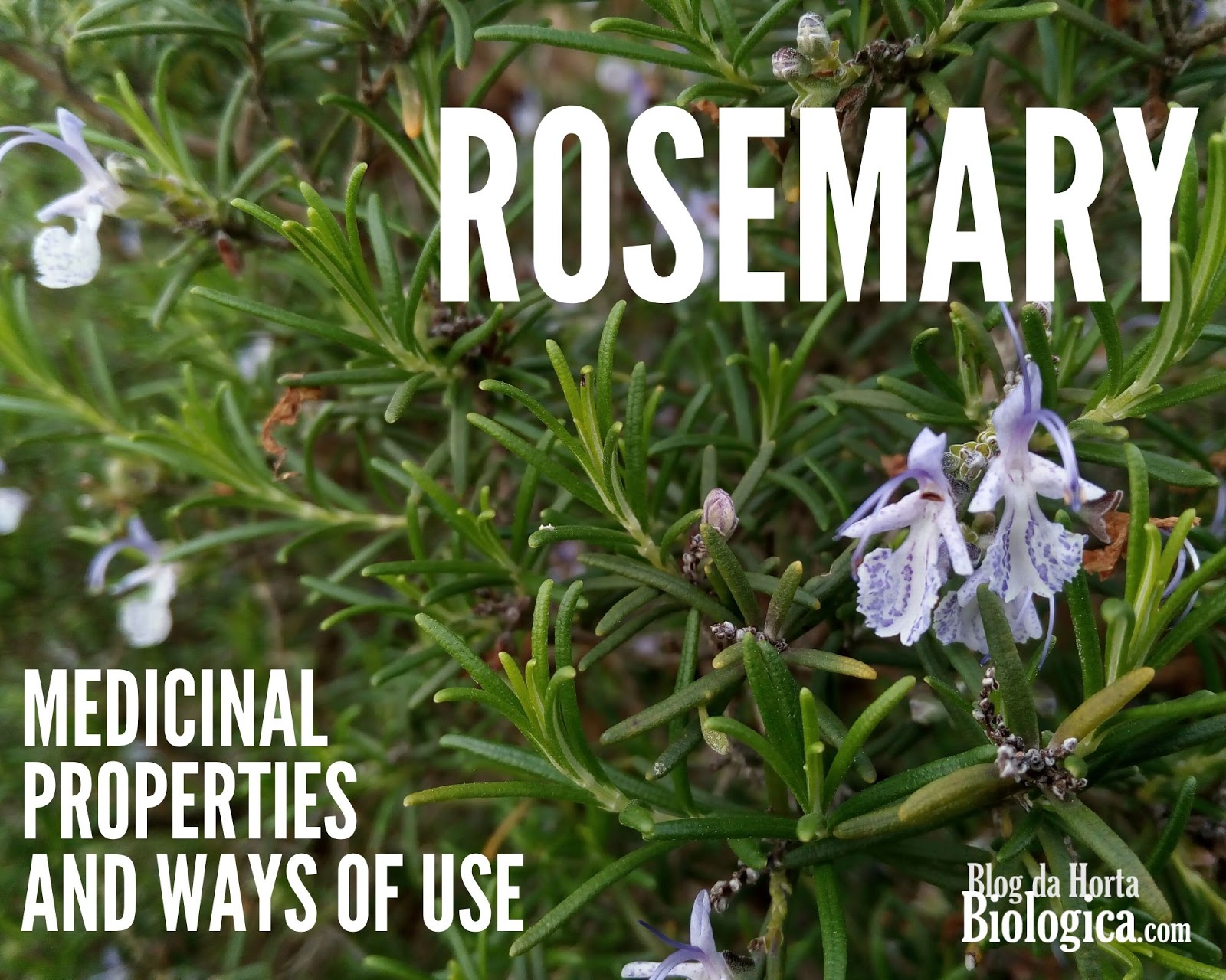 Rosemary Medicinal Properties And Ways Of Use