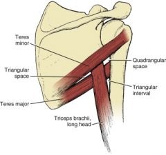 Technical Tuesday Teres Minor and Teres Major