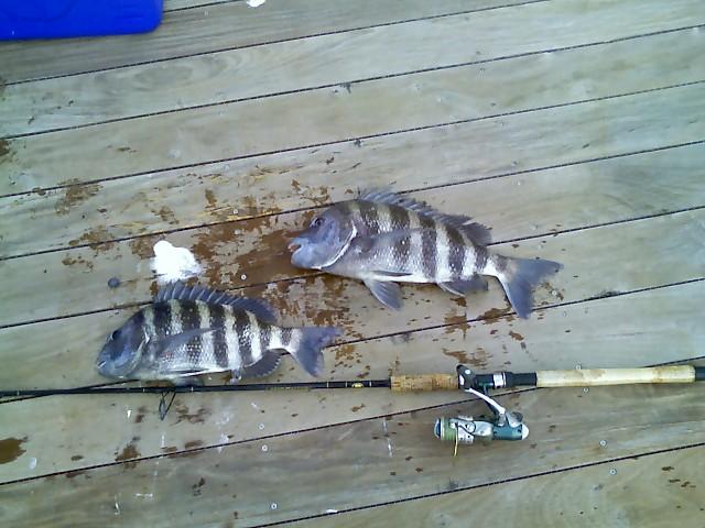 big sheepshead fish big sheepshead fish