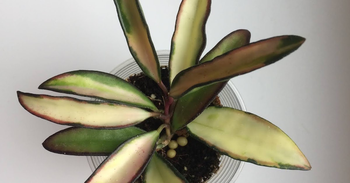 HoyaHeads: Красивые сорта хойи