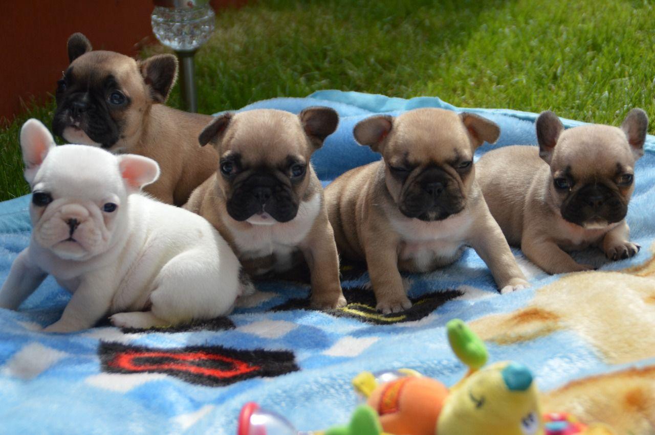 akc frenchies for sale