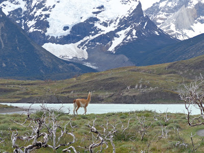 Chili-Torres del Paine Guanaco