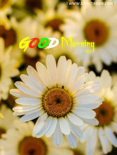 images flower photos good morning