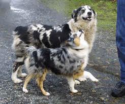 Such Good Dogs: Breed of the Month--Miniature Australian Shepherd