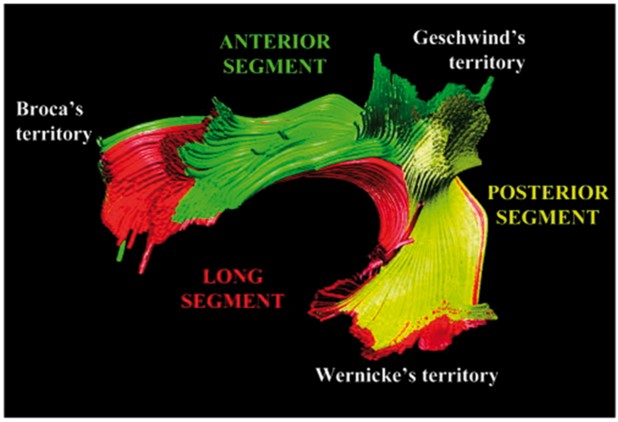 This is how your brain connects its language centers.