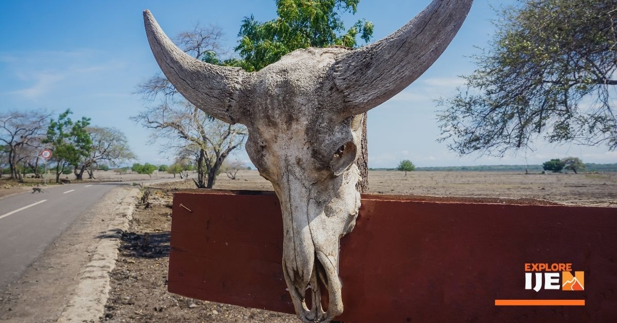 africa van java ala Taman Nasional Baluran Banyuwangi taman nasional baluran banyuwangi