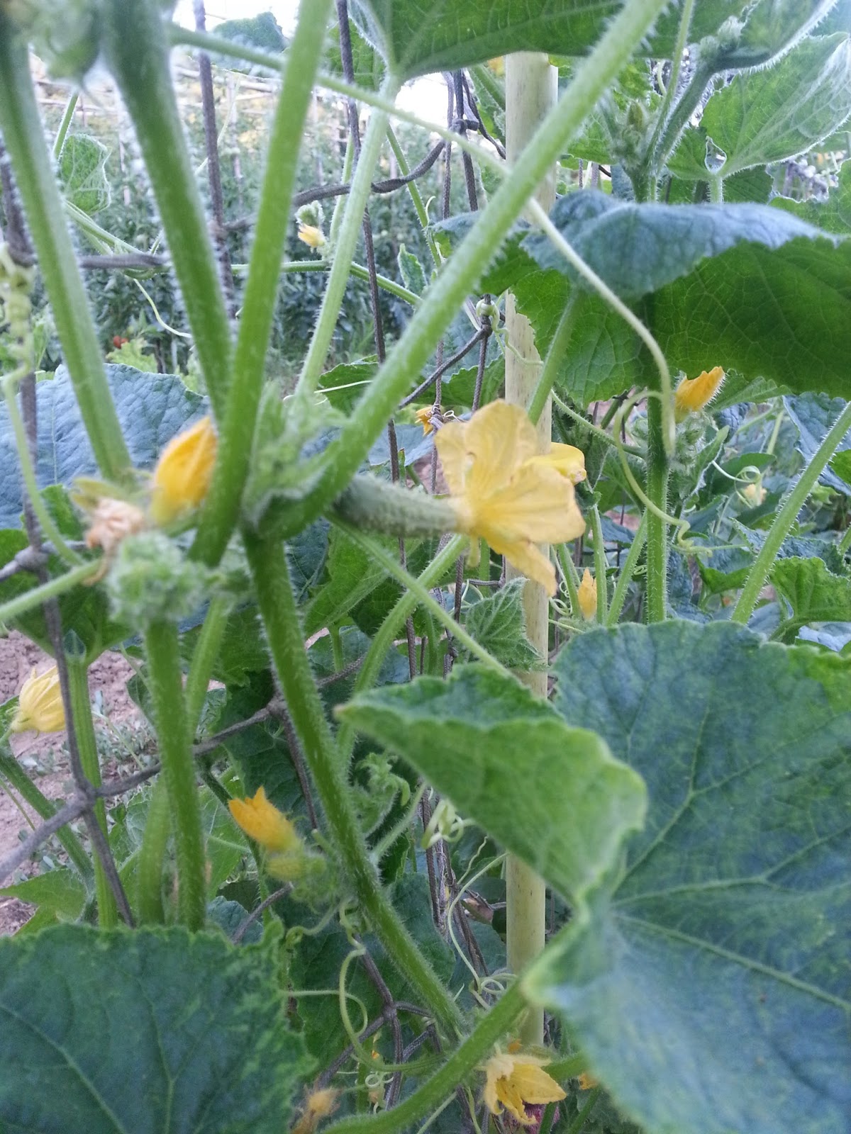 Vive la retraite ou cornichon?