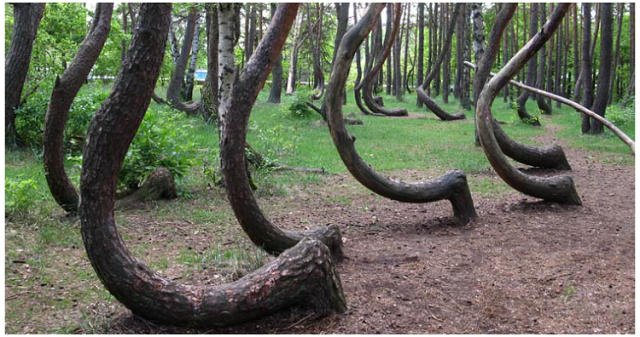 the twisted tree forest