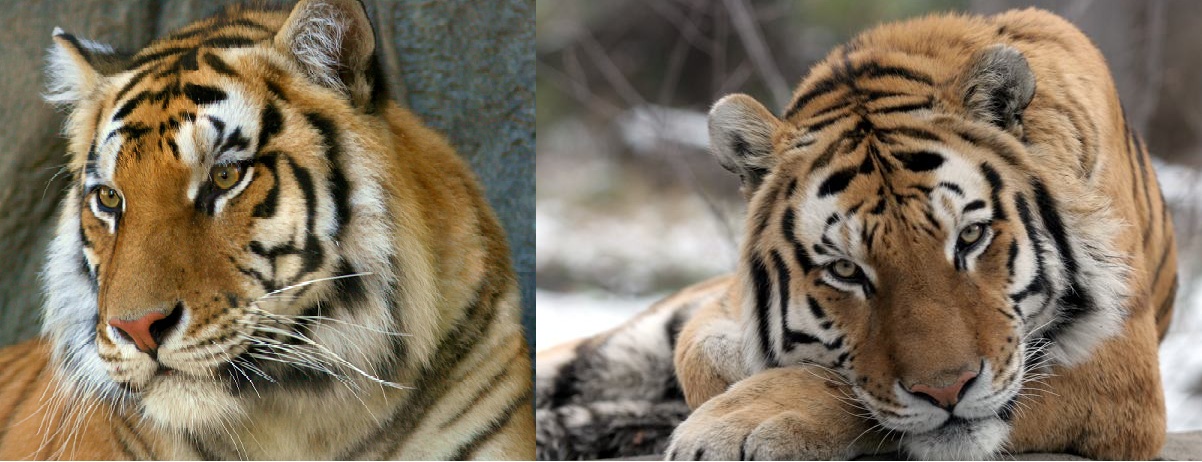 Animals of the world: Tigre de Bengala vs Tigre de Siberia