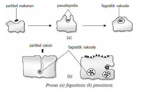 fagositosis