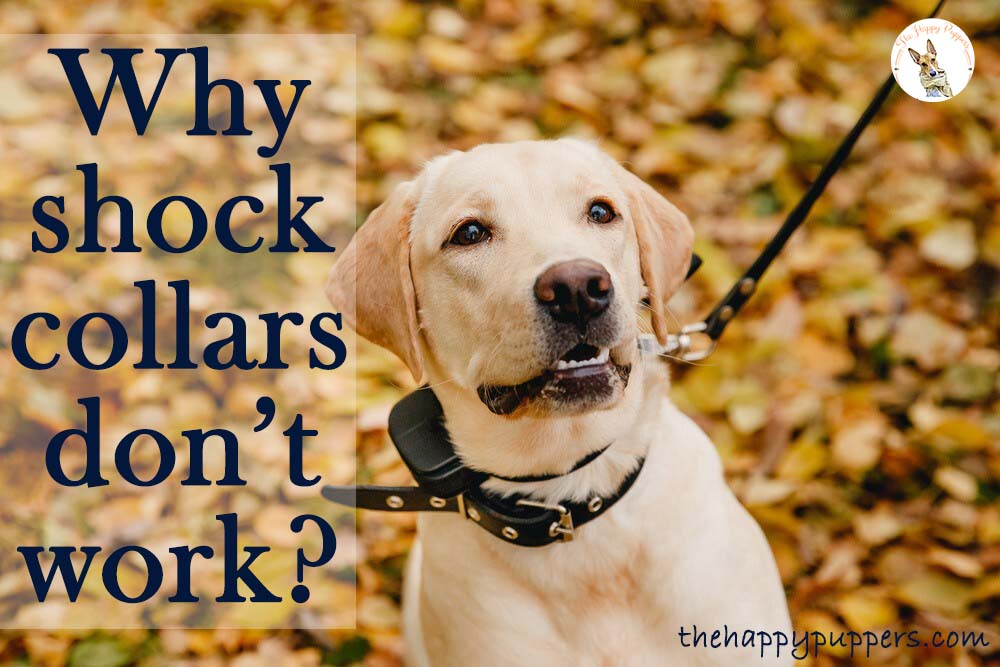 Why shock collars don't work?