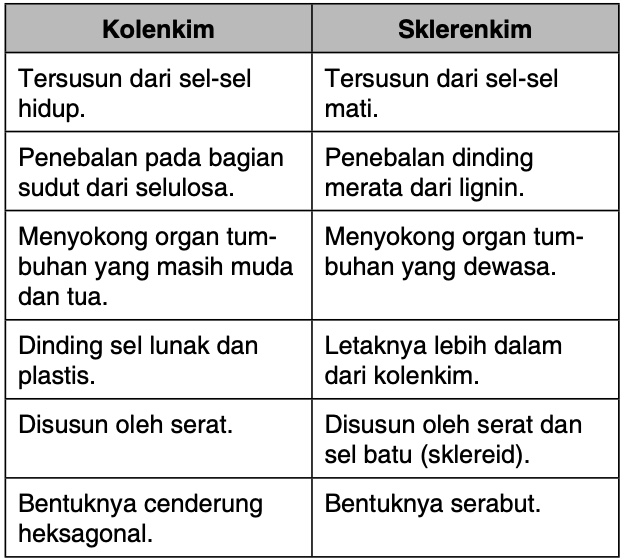 Jelaskan perbedaan antara jaringan kolenkim dan sklerenkim pada tumbuhan dewasa