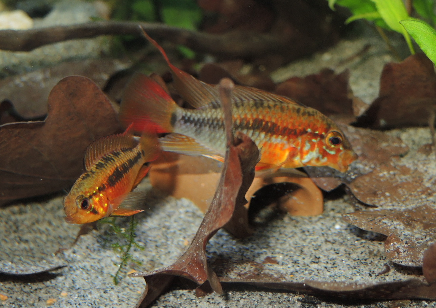 WaterWorld Apistogramma macmasteri der 2. Anlauf