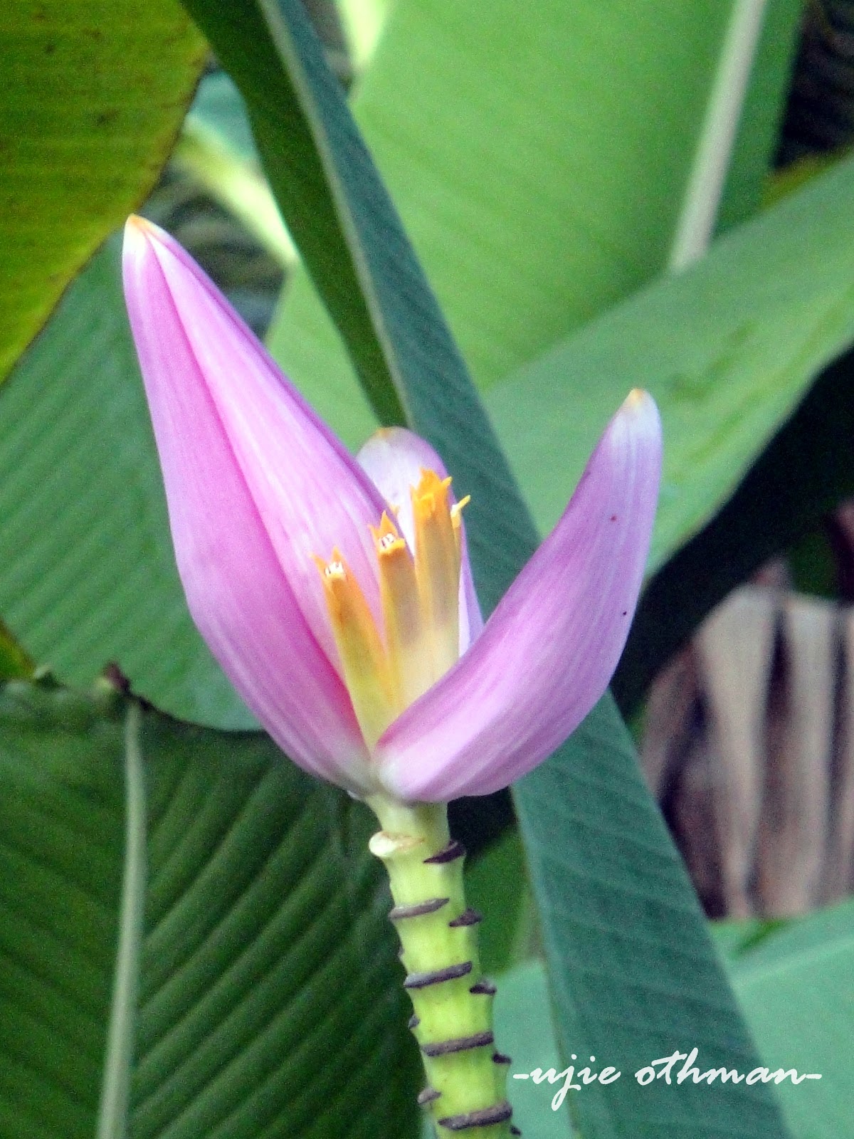 Titian Perjalanan: Pokok Pisang Hiasan