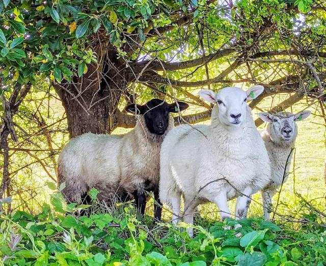 West Cork Ireland: Sheep in Bantry