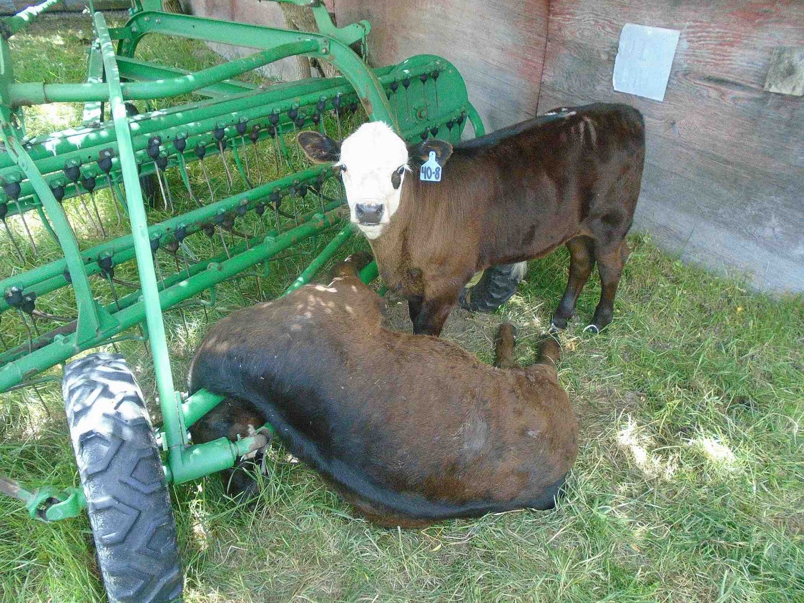 Life among the Tall Pines Limping cow and dead calf