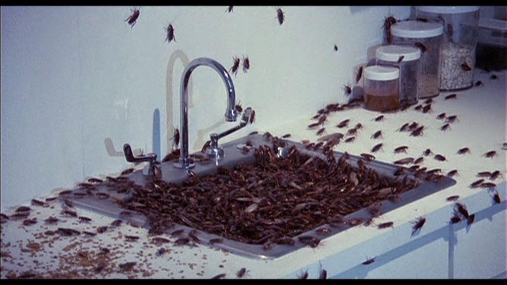 Cockroach Roach Infestation In House House Information Center