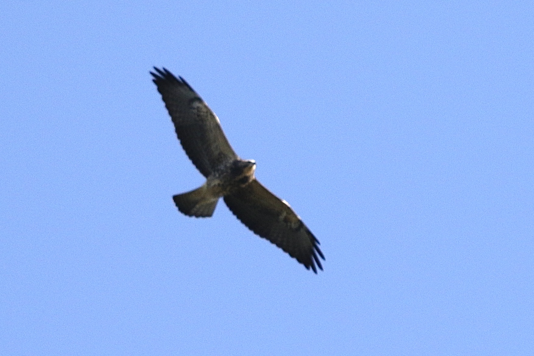 Coastal Virginia Wildlife Observatory Swainson's Hawk!
